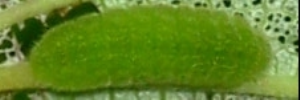 Catopyrops florinda halys - Final Larvae